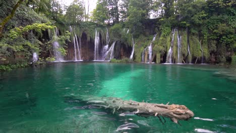 árbol sumergido en las cristalinas aguas azules de los lagos de plitvice en el parque en croacia