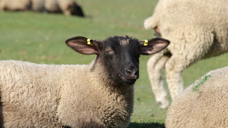 close up sheep eating fresh grass mont saint michel france