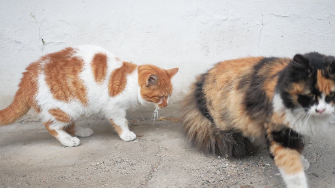 거리에서 상호 작용하는 두 마리의 고양이