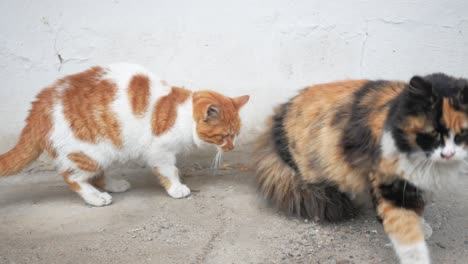 two cats interacting on a street