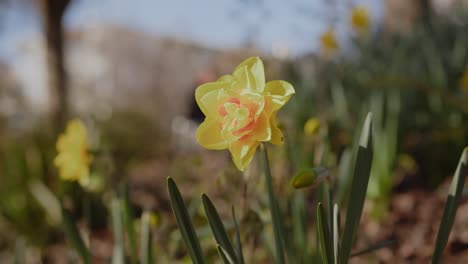 Narcisos-Amarillos-Florecientes-En-Un-Jardín-En-Un-Día-Soleado