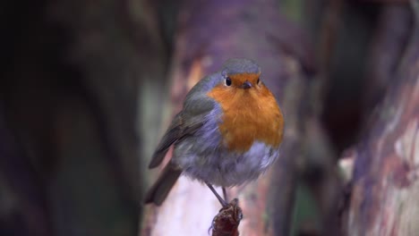 puffed up robin standing perched on branch looking around