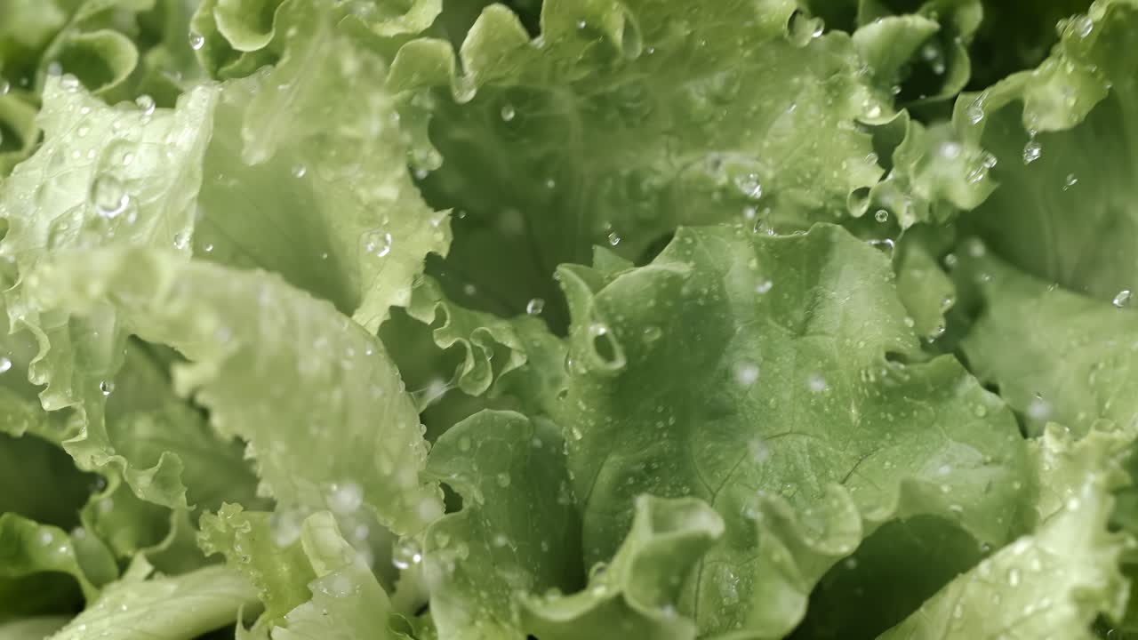 Fresh lettuce in drops of water. Shot on super slow motion camera 1000 fps