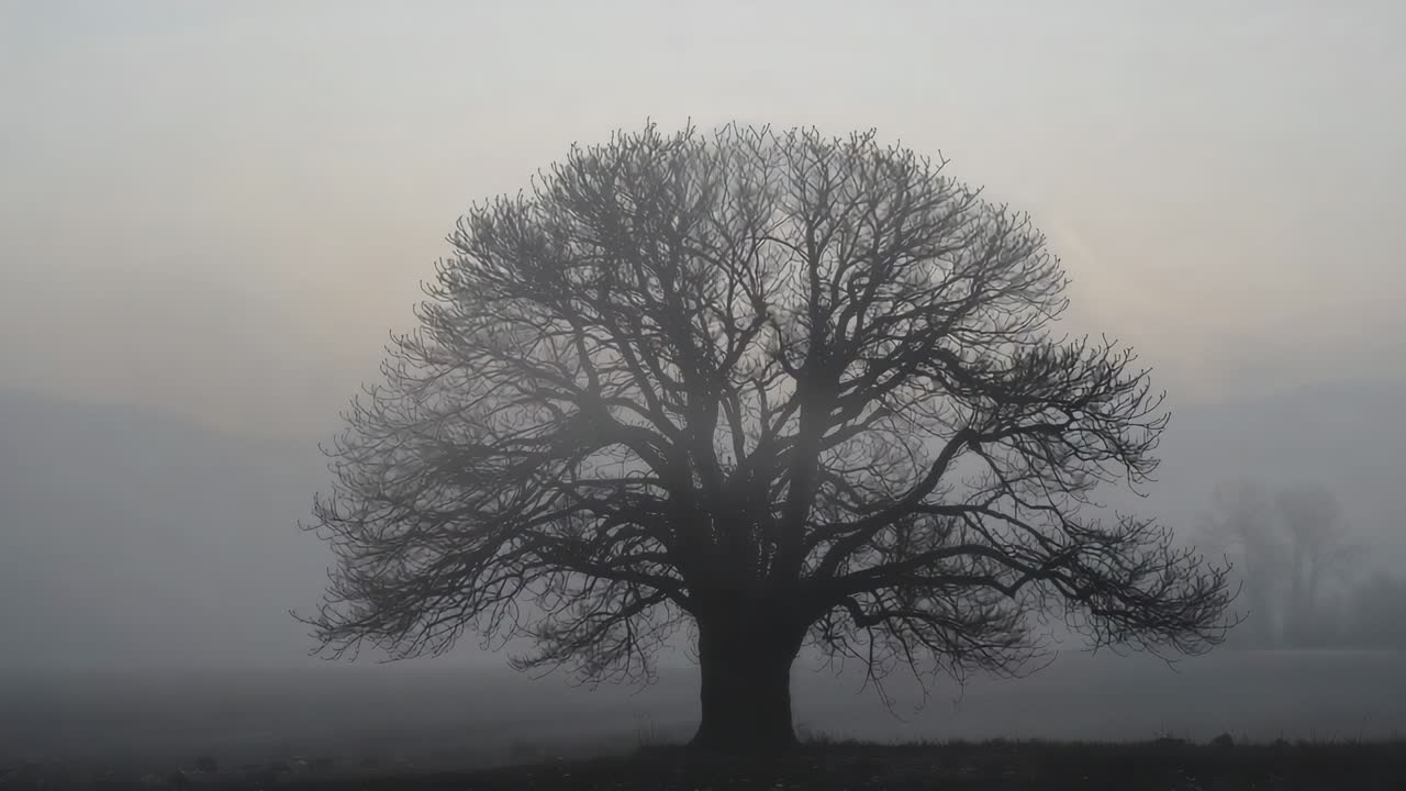 Thinning fog and tightening camera, solitary leafless tree revealing fine branches in dawn field