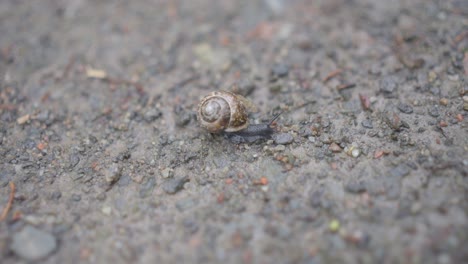 Passagierhilfe,-Mücke-Schleppt-Fahrt,-Schneckenhaus,-Insektenarten