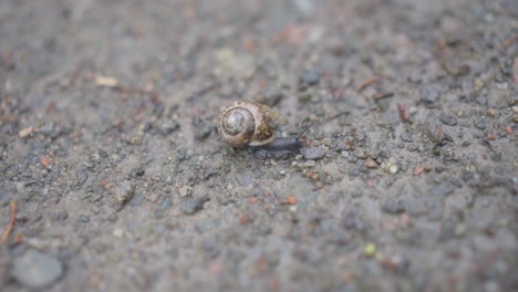 Passenger assistance, Mosquito hitches ride, snail shell, insect species