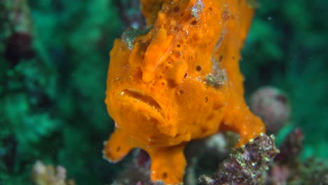 orange frogfish sitting on tropical coral reef