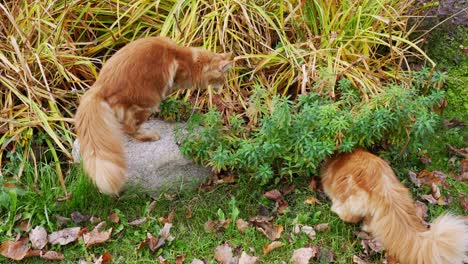 Ein-Paar-Maine-Coons-Spielen-Draußen-Auf-Grünem-Gras,-Zeitlupenansicht