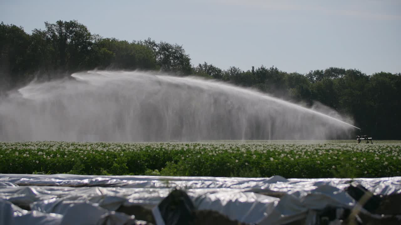 un cañón de agua que proporciona agua a un campo de flores en cámara lenta