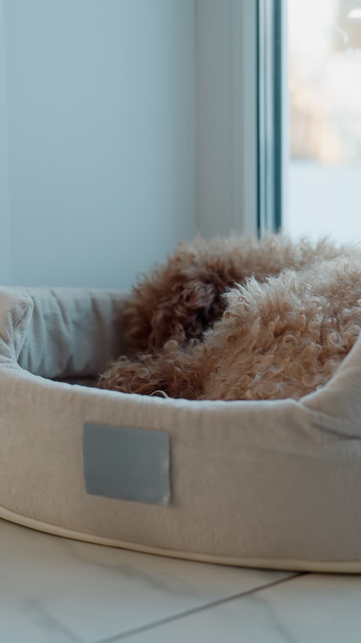 창가 침대에서 자고 있는 곱슬 푸들, 타일 바닥 위에 놓인 베이지색 플러시 침대 세트, 유리를 통해 들어오는 부드러운 햇빛, 따뜻한 갈색 털로 쿠션에 몸을 웅크린 강아지, 곱슬거리는 털의 질감과 편안한 자세를 클로즈업하여 보여주는 무드