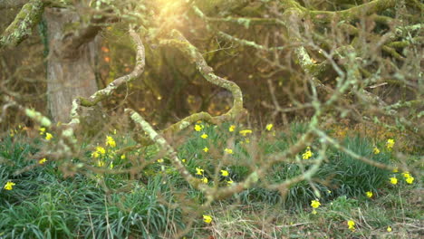Daffodils under oak tree sunlight streaming through branches