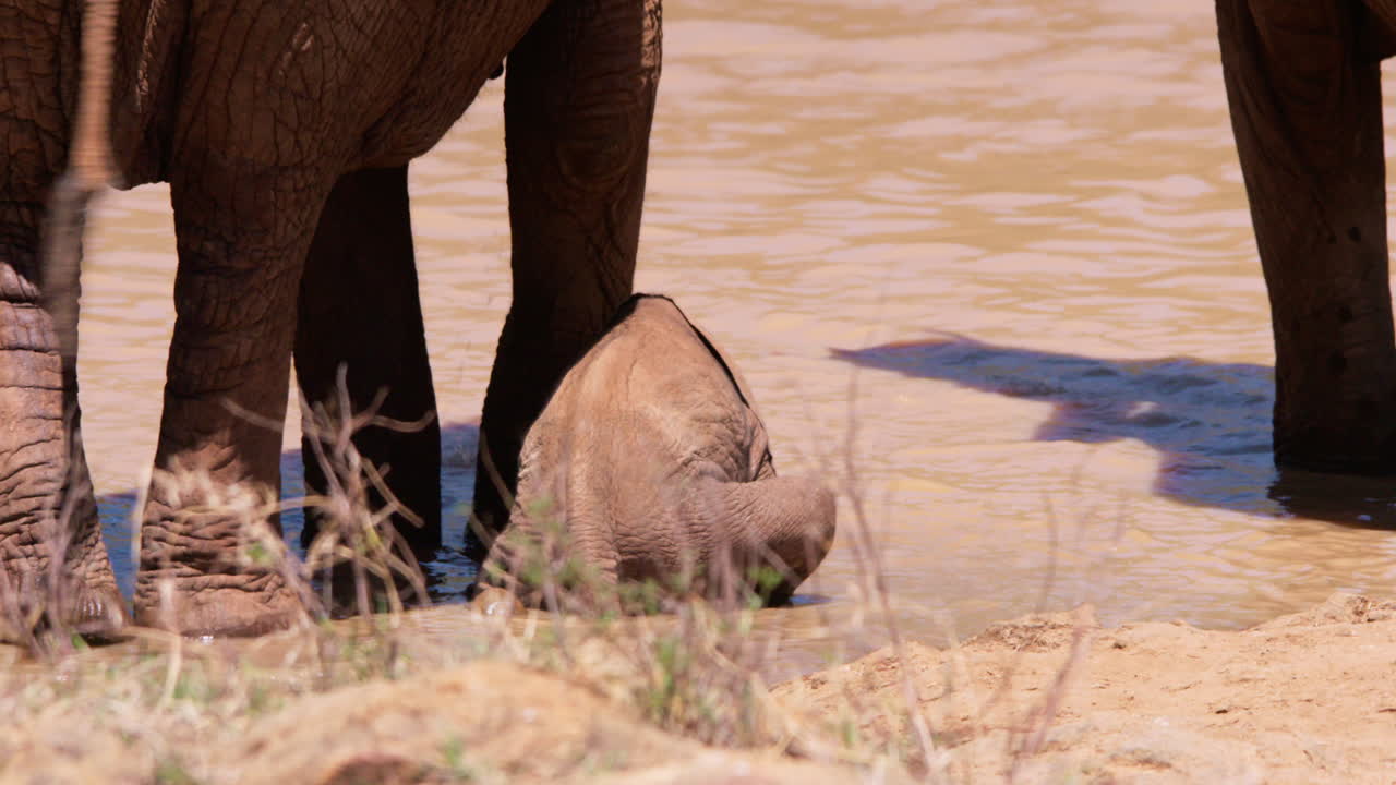 Elefantunge (afrikansk savanneelefant) leger i et vandhul