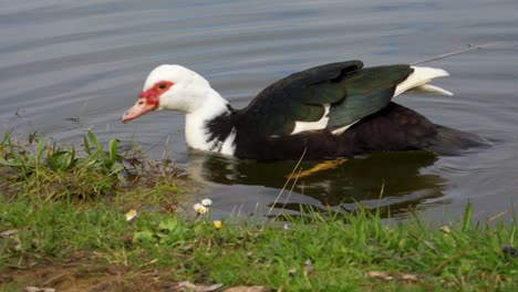 Female-Muscovy-duck-swimming-near-lake-bank-eating-grass-and-insects,-closeup-isolated-bird