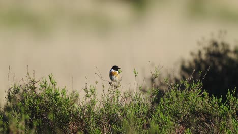 Common-Stonechat-"Saxicola-rubicola"-sits-on-a-branch-in-grass