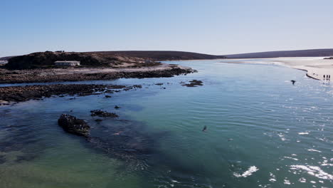 Verschiedene-Vögel-Im-Flug-An-Der-Mündung-Des-Flusses-Olifants