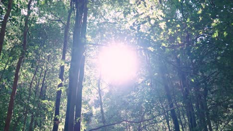 bright sunlight shining through the trees in the forest. - wide shot