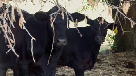 Rinder-Ruhen-An-Einem-Heißen-Sommertag-Im-Norden-Von-Texas-Im-Schatten-Eines-Großen-Baumes-Auf-Der-Ranch