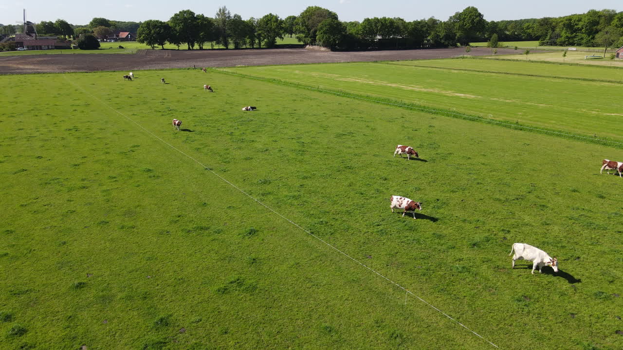 Drone shot of farmland with cows.
