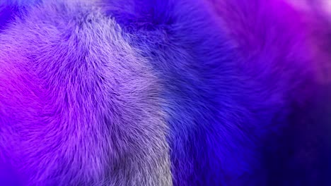 abstract colorful fur texture