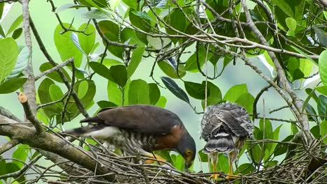 a mother crested goshawk eagle teaches her chicks how to eat chameleon meat in a nest made from a pile of dry twigs