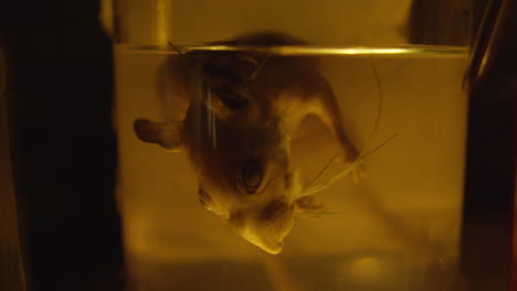 Looks-like-dead-mouse-in-formaldehyde---Horrow-Halloween-Deko