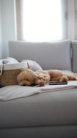 dog sleeping on a sofa