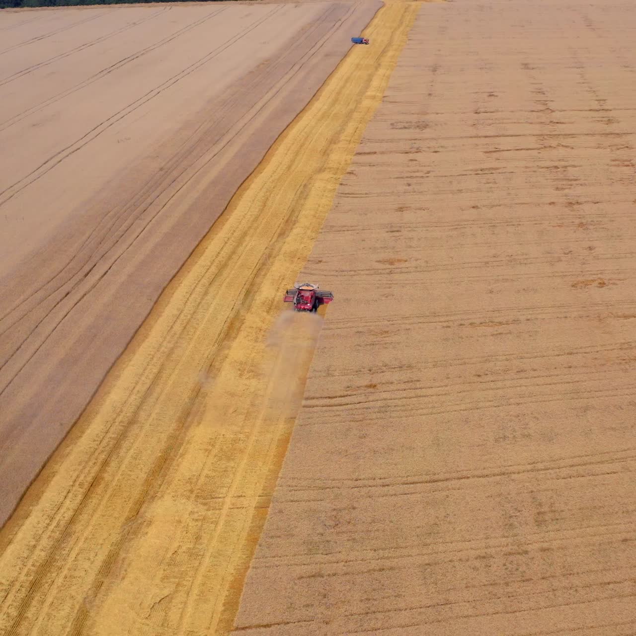 Combine harvester harvesting wheat field. Wheat harvest drone shots with combine on wheat field
