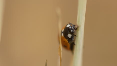 Ladybug-Head-Mouth-Macro-Shot-While-Feeding-on-Grass-Blade