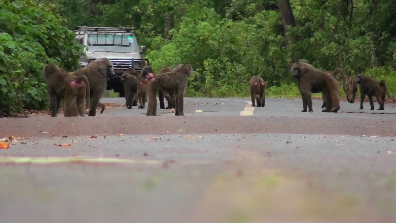차량이 다가올 때 개코원숭이가 아프리카의 도로에서 놀고 있습니다.