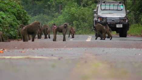 los babuinos juegan en una carretera en áfrica cuando se acerca un vehículo