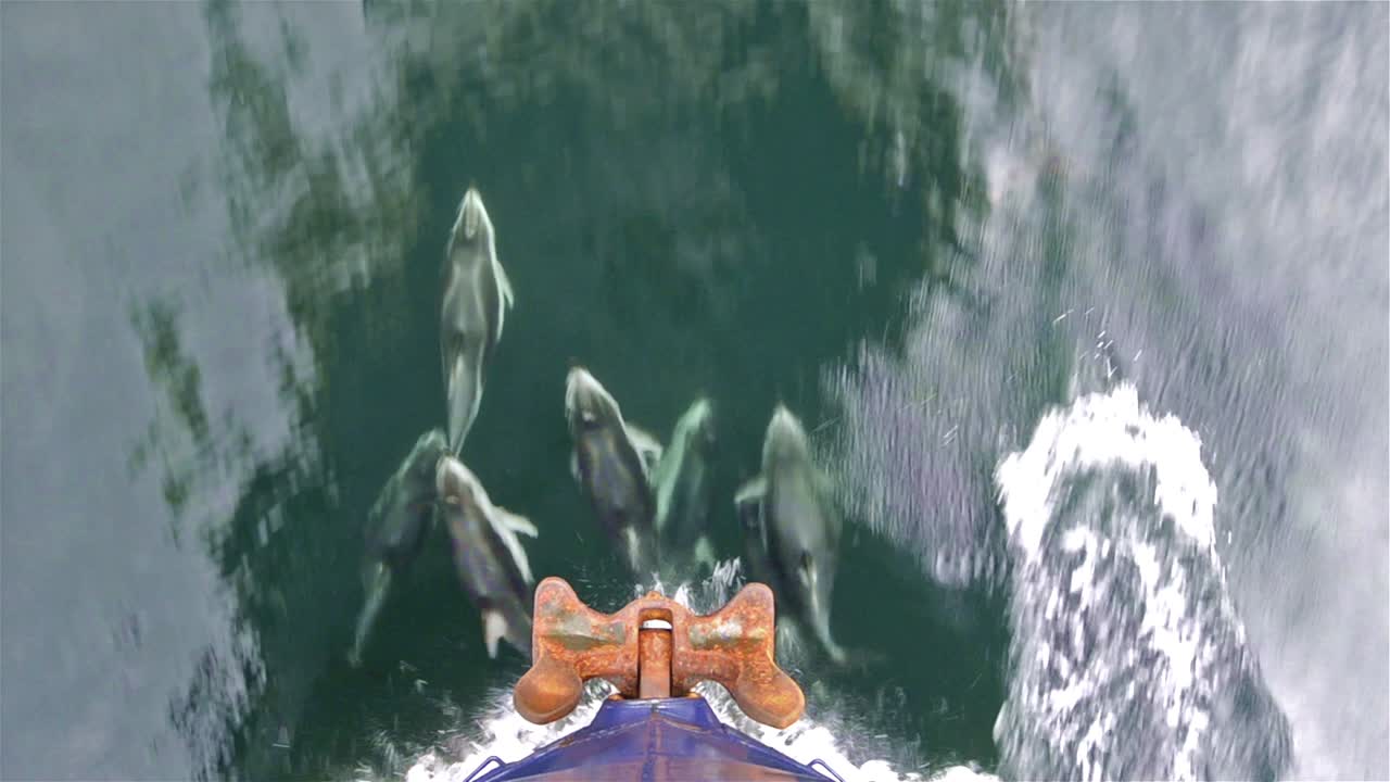 경고 만 브리티시 컬럼비아 캐나다 1에서 불에 의해 훈제 삼나무 판자 연어