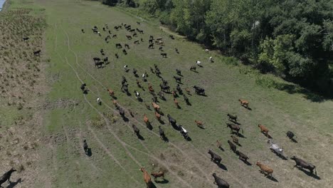 vacas pastando en el pasto, paisaje paisaje rural hermoso día soleado