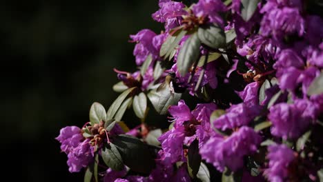A bee flies and crawls on colorful purple flowers with a shallow depth of field