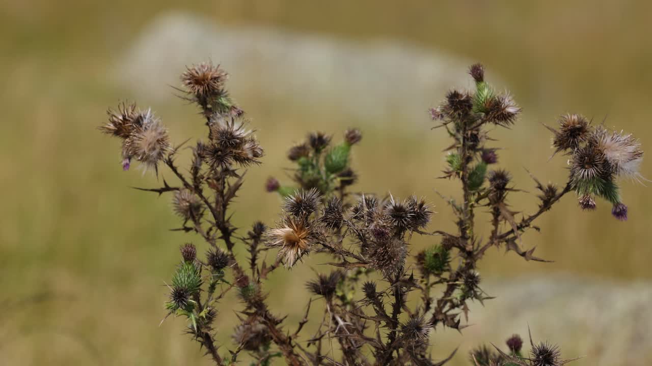 Thistle plants swaying in a gentle wind