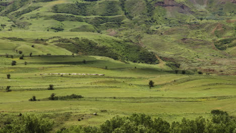 Large-flock-of-sheep-running-across-green-pastures-in-Mtkvari-valley