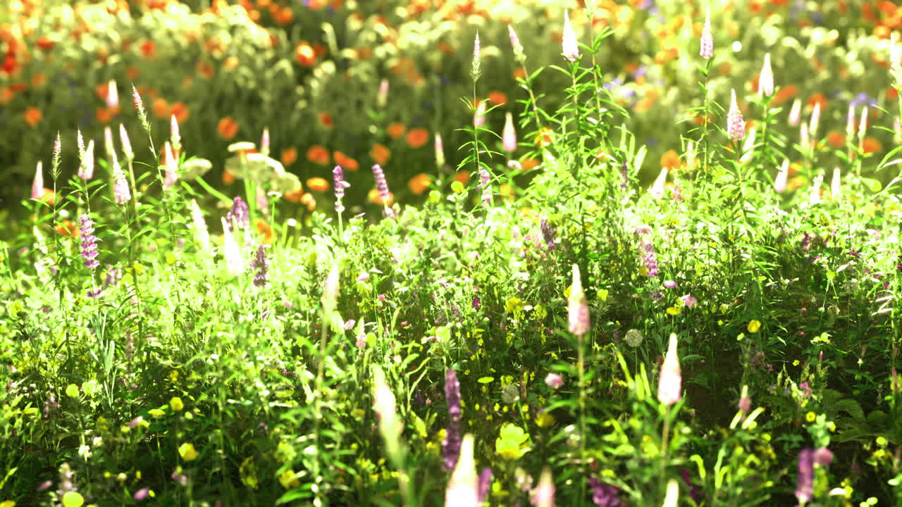Vibrant wildflower field during sunny day in springtime