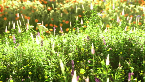 vibrant wildflower field during sunny day in springtime