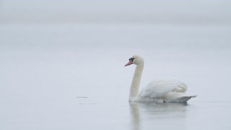 Wild-mute-swan-eating-grass-underwater-closeup-in-overcast-day