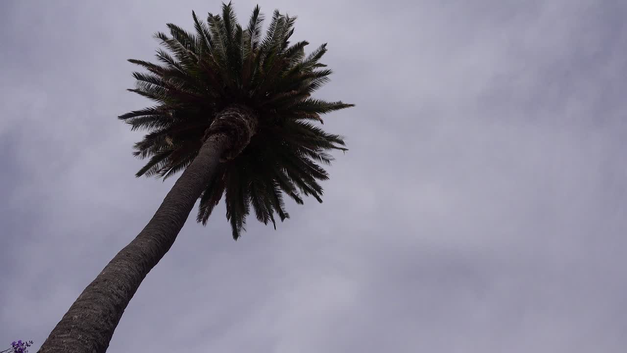 A nice low angle of a palm tree as a generic plane lands silhouetted against the sun in California 3