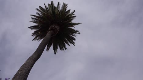 un bonito ángulo bajo de una palmera mientras un avión genérico aterriza recortado contra el sol en california 3