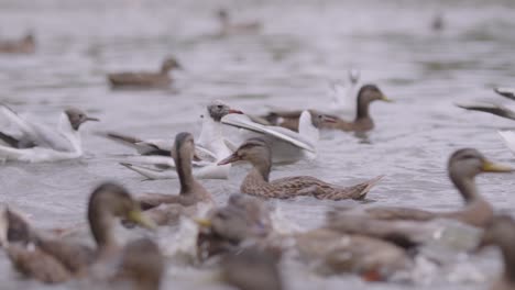 the ducks swim in the river in slow motion