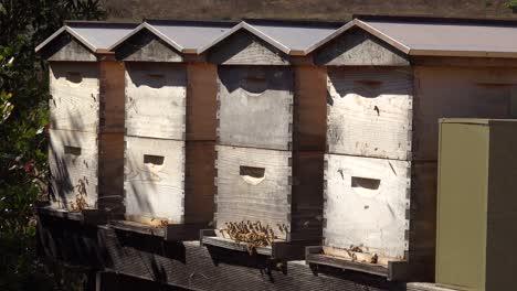 Cajas-De-Abejas-Casa-Las-Abejas-Se-Crían-En-Un-Colmenar-Sugiere-Apicultura