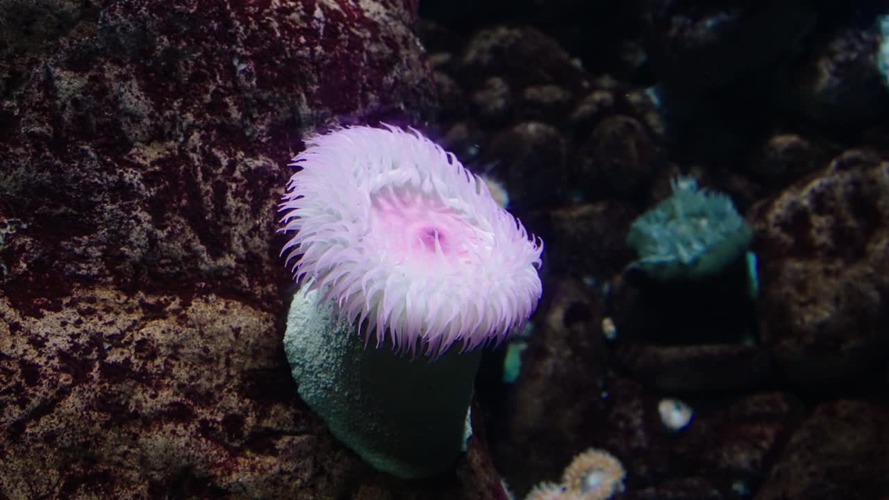 A radiant Urticina crassicornis sea anemone with pale tentacles and a pink oral disc extends from a rocky reef wall in cold water