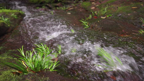 el arroyo claro en el valle fluye hacia abajo de las piedras de musgo