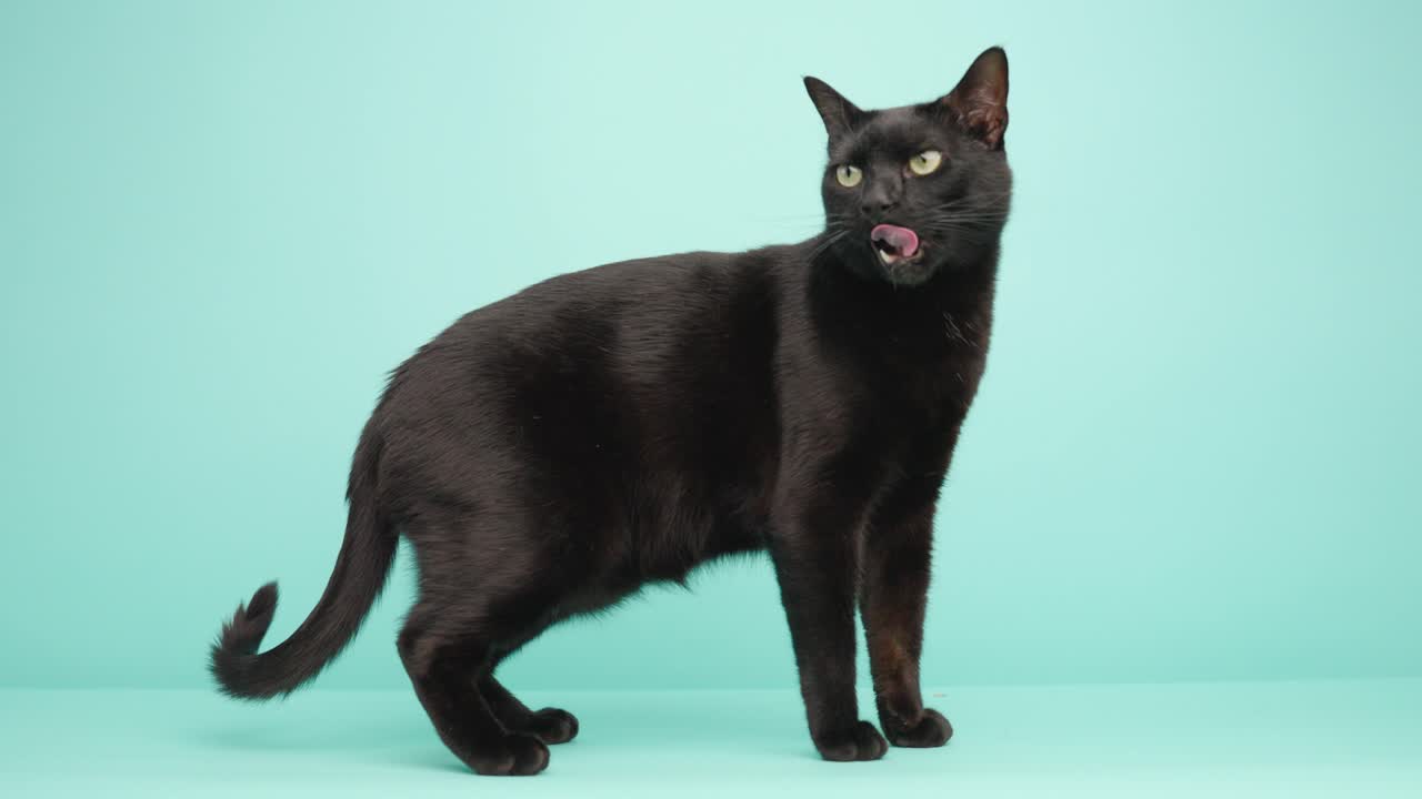 Bombay cat posing on turquoise background
