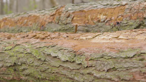 closeup of rough textured logs of cut down trees in poland forest