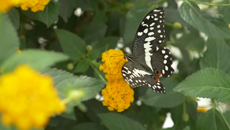 Pretty-Papilio-demodocus-Butterfly-sitting-on-yellow-flower-and-drinking-nectar---macro-footage