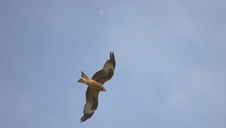 Kamerafahrt-Majestätischer-Rotmilan-Adler,-Die-Im-Sommer-Am-Blauen-Himmel-Gleiten,-Aus-Nächster-Nähe