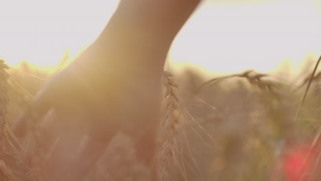 female hand touching wheat on the field in a sunset light. slow motion. female hand touching a golden wheat on the field in a sunset light. slow motion