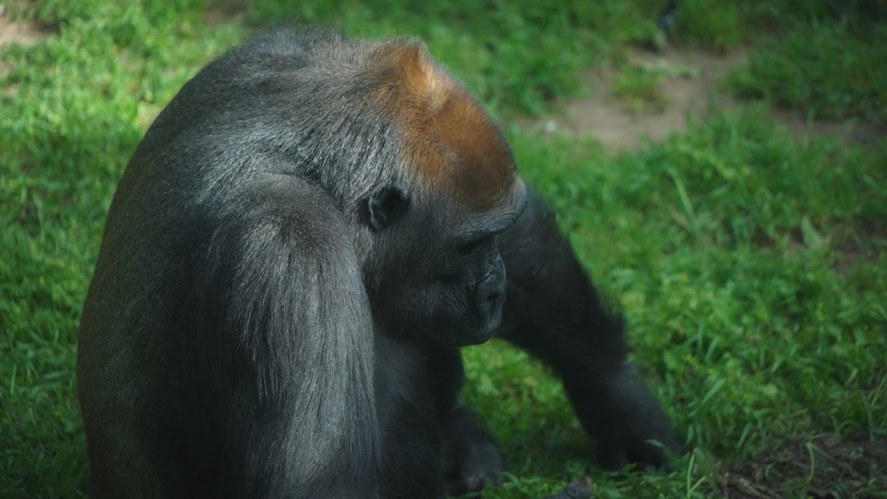Grande gorilla nero seduto a terra